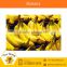 Top Selling Farm Banana from Standard Company
