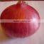 Shandong Onion