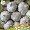 Fresh Style White Garlic from Cold Storage