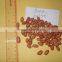 RED SKIN BOLD PEANUT / GROUNDNUT KERNEL 38/42