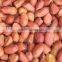 EXPORTER OF INDIAN BOLD PEANUT KERNEL 50/60