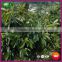 2015 New Crop Natural Sweet Yanshan Hebei Origin Harvesting Fresh Chestnuts