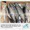 Frozen Good Quality Frozen Pacific Mackerel Fish(600g+)