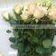 Fresh Cut Flower Varieties fresh rose flowers hot selling