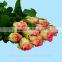Wholesale red flower rose fresh cut roses from ecuador hopeshow with stem 60-80cm long from Yunnan