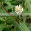 Eclipta Alba