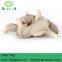 Dried oyster mushroom