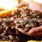 Orangutan seeds/Organic Dried Malva Nut/Malva nut tree (Sterculia lychnophora) From Vietnam