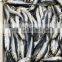 Good price IQF pilchards frozen sardine best selling