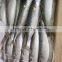 2/3 pieces per kg Frozen Pacific mackerel and scomber japonicus