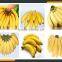 Leader fruits peeling machine Whatsapp:+8618336073732