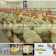 Full automatic chicken drinker of poultry equipment