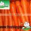 Good Quality Carrot,Fresh Red Carrot in Shadong and China Fresh Carrot