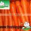 China Baby Carrot,New harvest fresh Carrot with Bright color