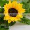 Good Smell Peonies Cut Flowers Chinese Sunflower From Kunming