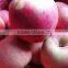 Qinguan Apples/Fresh Qinguan Apples/Delicious Qinguan Apples