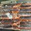 Chinenisis Loligo Squid