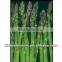2015 new crop IQF green asparagus