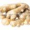 China Shandong Size 100g/150g Fresh Ginger