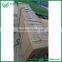 5-10CM aruacaria excelsa seedings for wholesale