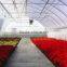 Agriculture green house in single span Plastic Film Greenhouse