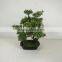 small bonsai tree wholesale