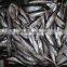 wholesale sea frozen food mackeral horse