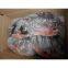 frozen red pacu