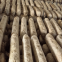 Factory Price Premium Shiitake Mushroom Spawn Cultivated for Fresh Shiitake Mushroom