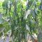 Dark Green Pepper Seeds Hot Pepper Greenhouse Plant Pepper Seeds No.42