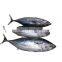 IQF WR Chinese frozen skipjack tuna fish price for export