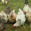 Chicken coop galvanized hexagonal wire mesh