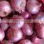 fresh red big onion (onoion)