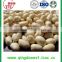 High quality blanched peanut kernel in bulk with best price from China