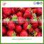 Chinese fresh strawberry for sale size: 22-28mm