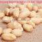 kk Peanuts/blanched Peanut Kernel in Long Shape/shandong Blanched Peanut 25/29
