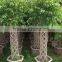 Varieties live Ficus microcarpa bonsai tree