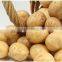 Fresh Healthy Yellow Potato For Sale