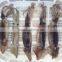 Export frozen dried illex squid with good quality