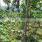 HAIRYALI F1 Hybrid Sponge Gourd Seeds
