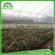 Multi-span film greenhouse for agriculture farming