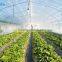 vegetable greenhouse