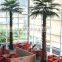 SJ12001117 Indoor palm tree plant/outdoor green palm plants/fan palm plant