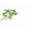 Andrographis Paniculate Extract（rossonl@huacheng-biotech.com）