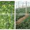 Sinocharm BRC A approved IQF Chopped Spinach Frozen Chopped Spinach
