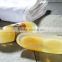 International Soap Brand Golden Loofah Handmade Soap