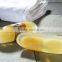Beauty Designer Soap Golden Loofah Bar Soap