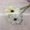 Hot Sales Perfume and Fresh Gerbera Cut Flowers