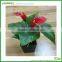 Outdoor Artificial Plastic Flowers Calla Lily Flower