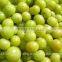 fresh gooseberry exporter/amla export in india/indian goose berry